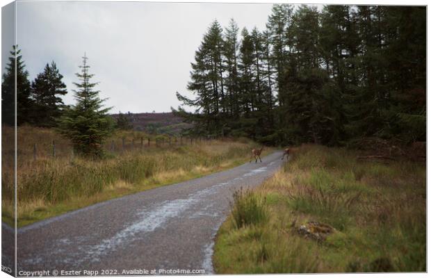 Forest path with deers in Inverness Canvas Print by Eszter Papp