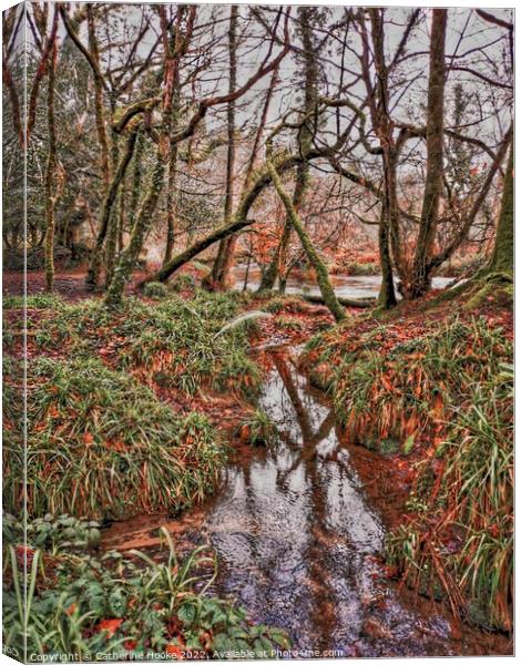 Into the woods Canvas Print by Catherine Hooke