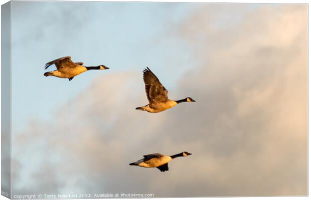 Majestic Canadian Geese in Golden Hour Flight Canvas Print by Terry Newman