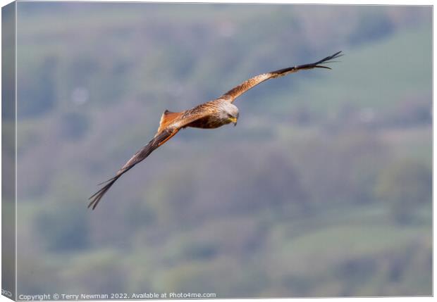 Majestic Soaring Red Kite Canvas Print by Terry Newman