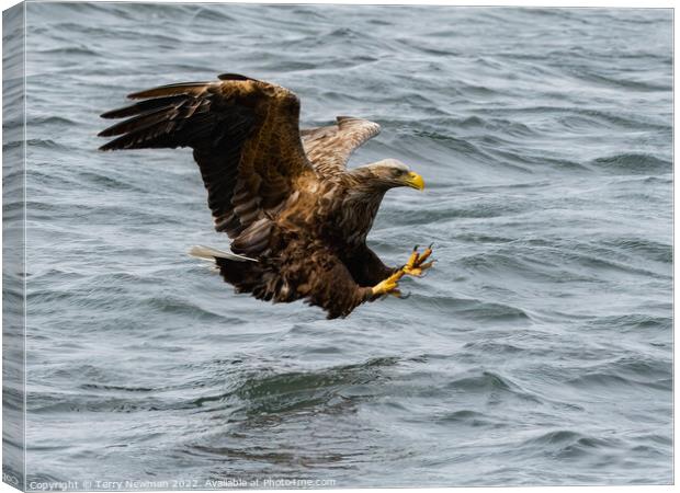 “Where Eagles Glare” - The Majestic Sea Eagles Hun Canvas Print by Terry Newman