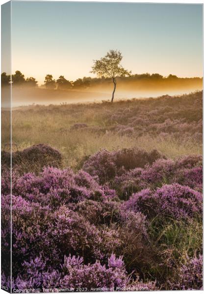 Sunrise Heather  Canvas Print by Terry Newman