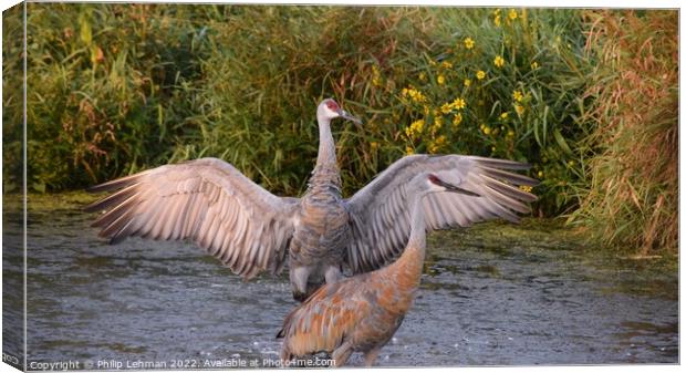 Sandhill Cranes wings spread out 4 Canvas Print by Philip Lehman