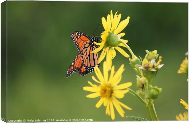 Butterfly on yellow flower Canvas Print by Philip Lehman
