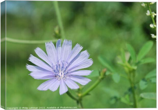 Periwinkle Clolored Flower (Chicory Root) Canvas Print by Philip Lehman