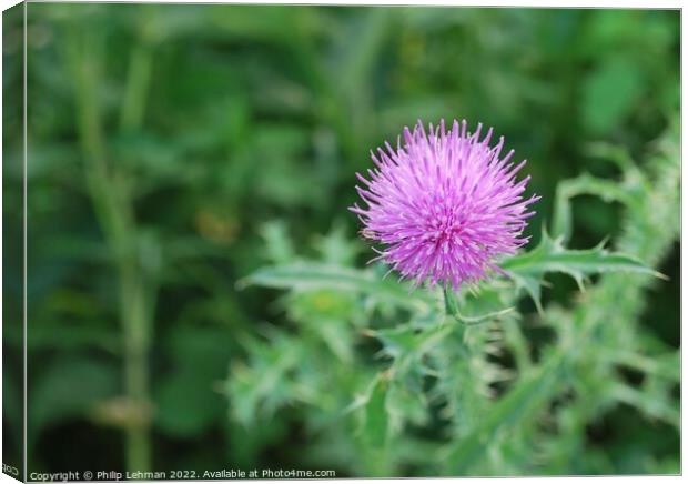 Thistle Flower 1 Canvas Print by Philip Lehman