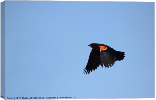 Red-wing blackbird in flight 1A Canvas Print by Philip Lehman