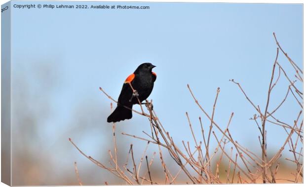 Red-Wing Blackbird Perched 3E Canvas Print by Philip Lehman