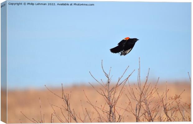 Red-Wing Blackbird in flight 6 Canvas Print by Philip Lehman