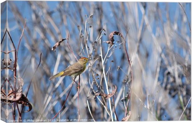 Palm Warbler (1C) Canvas Print by Philip Lehman