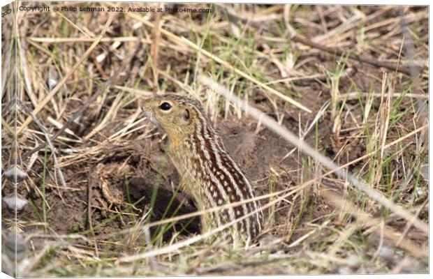 Gopher 3 Canvas Print by Philip Lehman