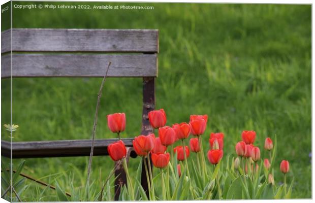 Tulip Garden (18A) Canvas Print by Philip Lehman