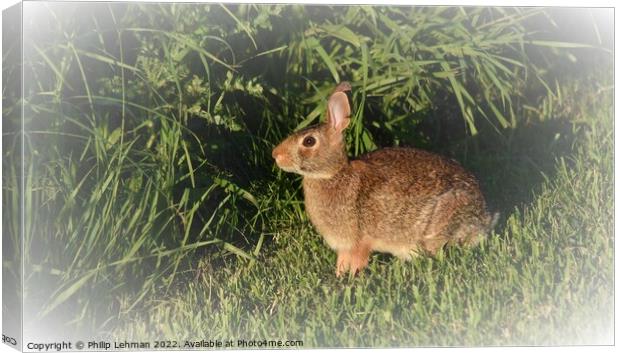 Wild Rabbit  (6B) Canvas Print by Philip Lehman