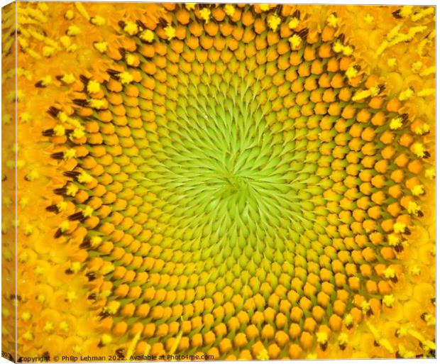 Mammoth Sunflower (15A) Canvas Print by Philip Lehman