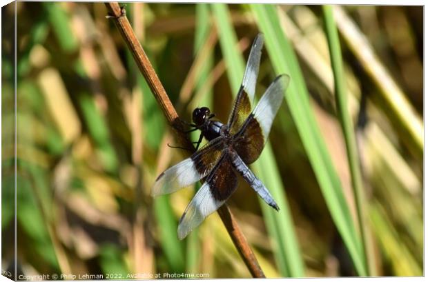 Dragonfly on grass (2E) Canvas Print by Philip Lehman