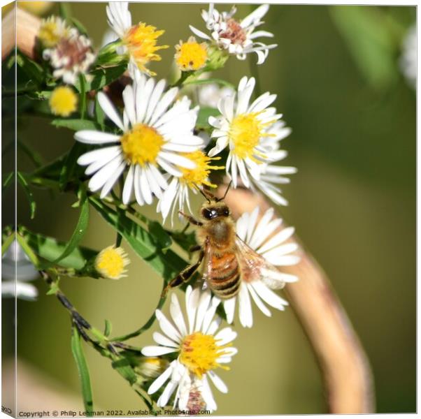Honey Bees on White Asters (22A) Canvas Print by Philip Lehman