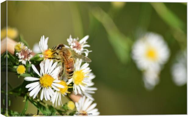 Honey Bees on White Asters (26A) Canvas Print by Philip Lehman