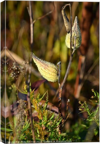 Milkweed (2A) Canvas Print by Philip Lehman