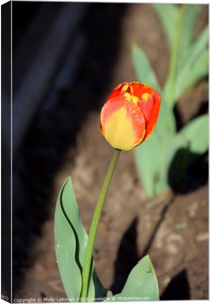 Tulips-Water Drops 8A Canvas Print by Philip Lehman