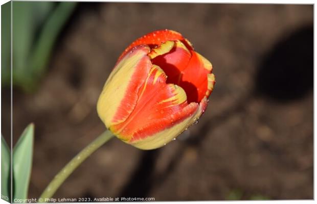 Tulips-Water Drops 13A Canvas Print by Philip Lehman