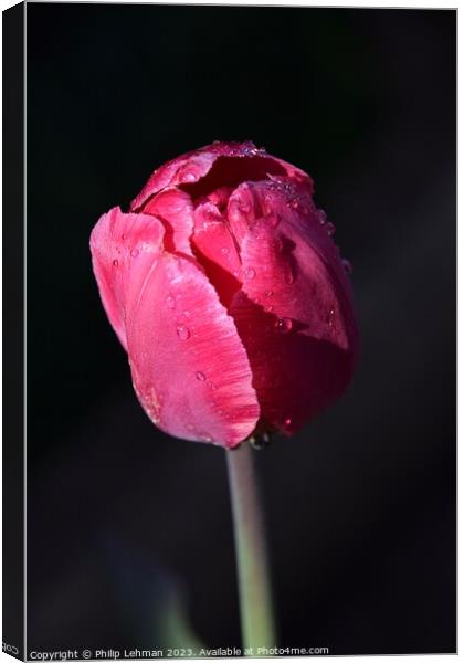 Tulips-Water Drops (29A) Canvas Print by Philip Lehman