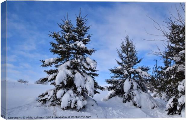 Snow Covered Pines 27A Canvas Print by Philip Lehman