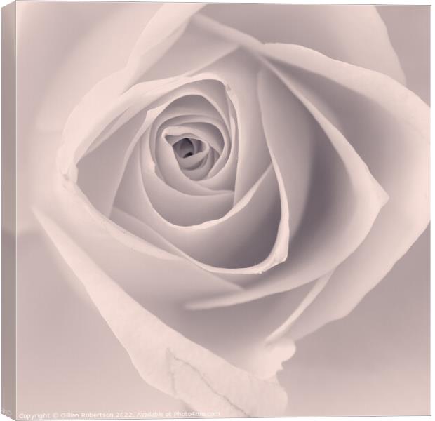 Delicate Rose Canvas Print by Gillian Robertson