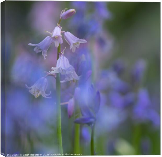 Bluebells in Spring Canvas Print by Gillian Robertson