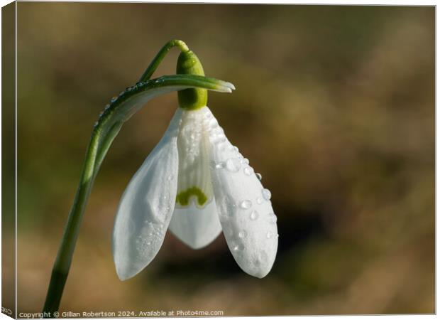 Solitary Snowdrop Canvas Print by Gillian Robertson