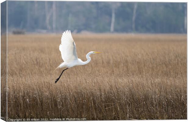 Egret Flying Canvas Print by Eli Wilson