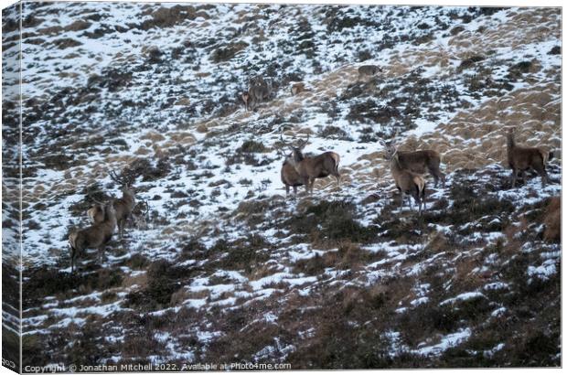 Red Deer Stags, Scottish Highlands, Sutherland, Scotland, 2019 Canvas Print by Jonathan Mitchell