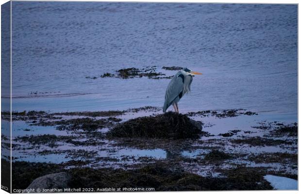 Grey Heron ( Ardea cinerea ), Loch Fleet, Sutherland, Scotland, 2019 Canvas Print by Jonathan Mitchell