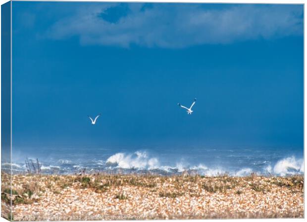 Swooping gulls on storm struck beach, Dungeness Canvas Print by Mike Hardy