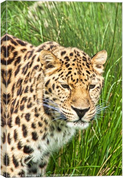 Amur Leopard Watching Canvas Print by Mike Hardy