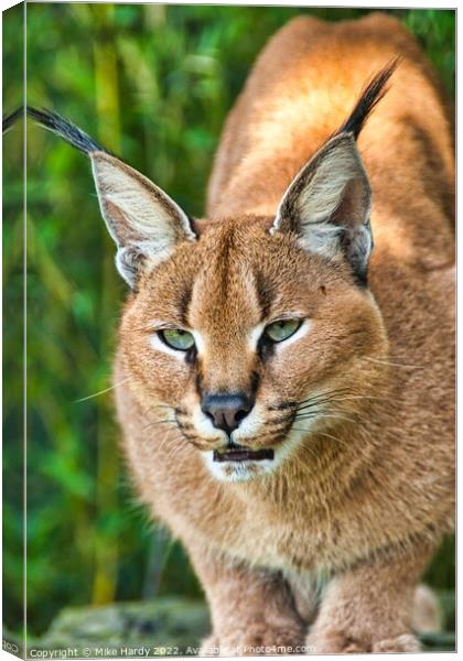 Caracal ready to pounce! Canvas Print by Mike Hardy