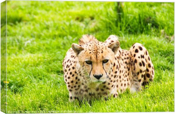 Cheetah stares intently Canvas Print by Mike Hardy