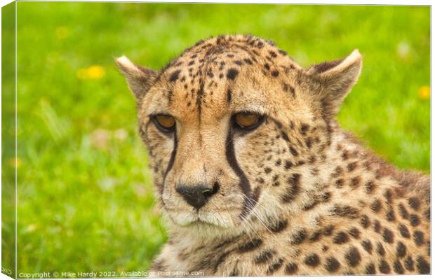 Portrait of a Cheetah Canvas Print by Mike Hardy