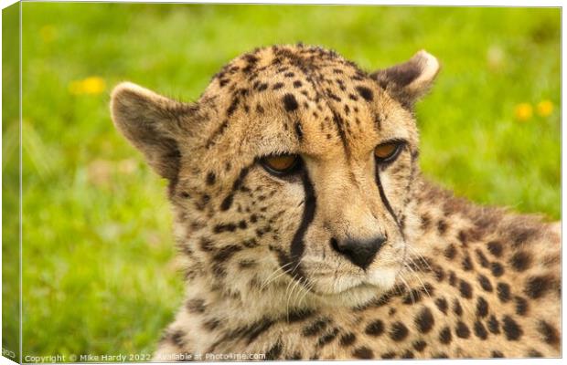 Wistful reclining cheetah Canvas Print by Mike Hardy