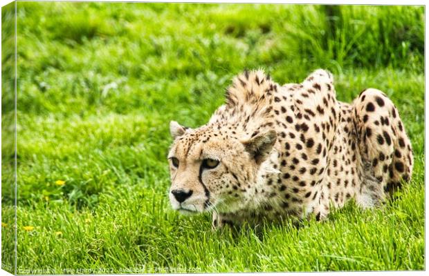 Cheetah ready to pounce! Canvas Print by Mike Hardy