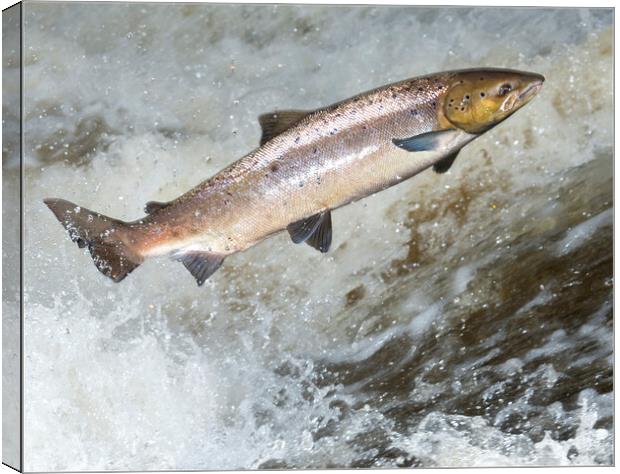 Atlantic Salmon attempting to leap a waterfall in Scotland. Canvas Print by Keith Ringland