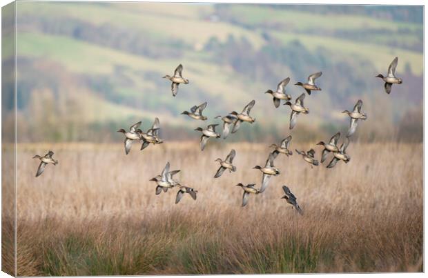 Teal flock coming in to land on a marsh in Scotland Canvas Print by Keith Ringland