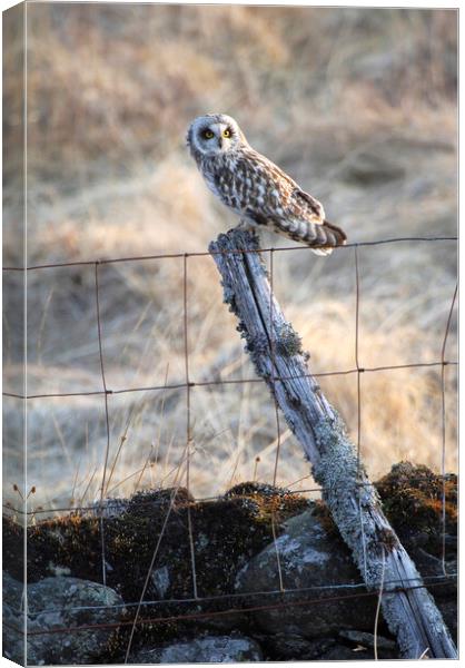 Short eared owl Canvas Print by Keith Ringland