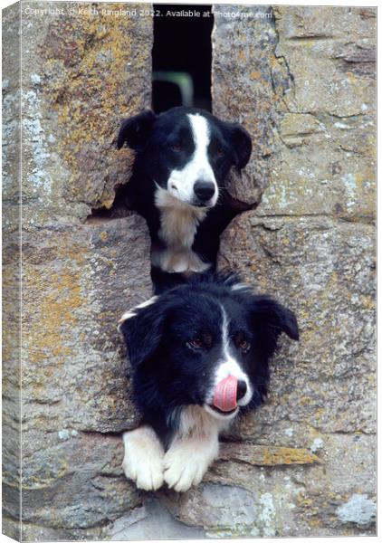 Two Collies look through a farm building slit window.  Canvas Print by Keith Ringland