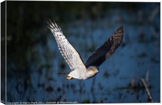 Sparrowhawk  hunting  Canvas Print by Martin Pople