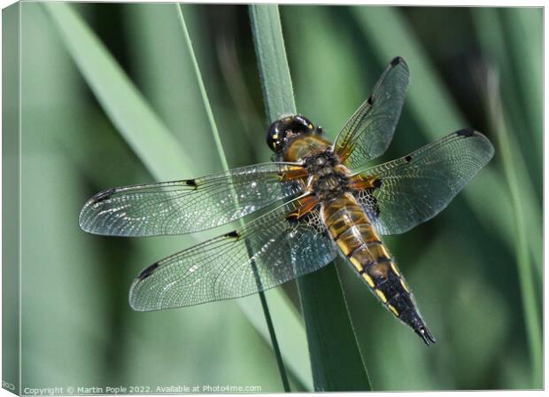 Dragonfly  Canvas Print by Martin Pople