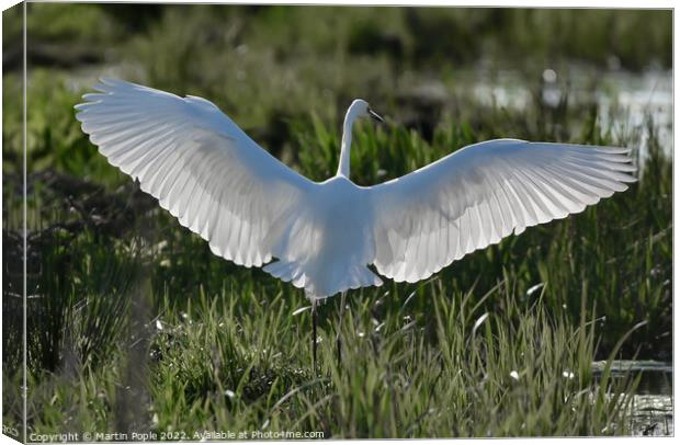 Great white Egret  Canvas Print by Martin Pople