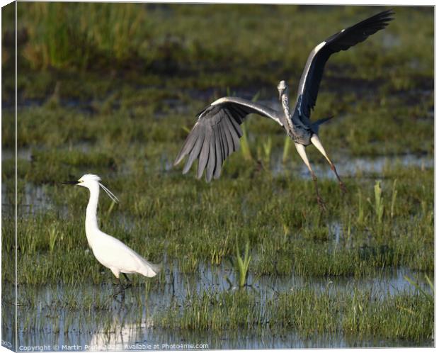 Herron and Egret together  Canvas Print by Martin Pople
