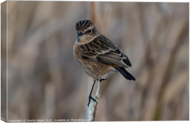 Female Stonechat  Canvas Print by Martin Pople
