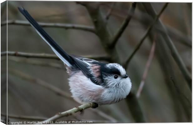 Long tailed tit Canvas Print by Martin Pople