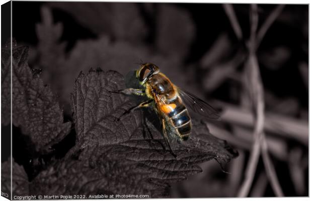 Honey bee on leaf Canvas Print by Martin Pople